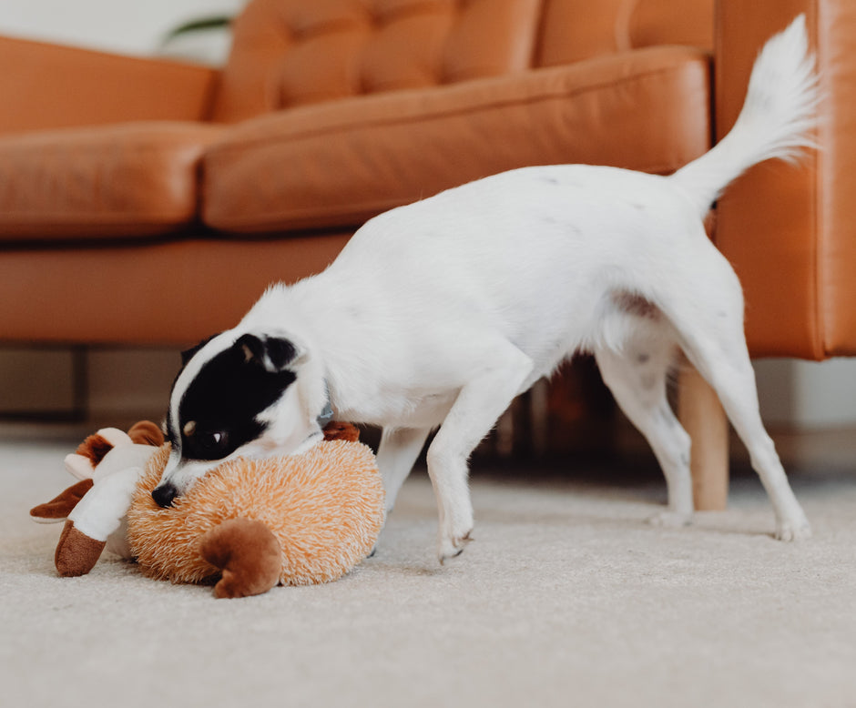 The Power of Play: How Toys Can Help Strengthen Your Bond with Your Pet